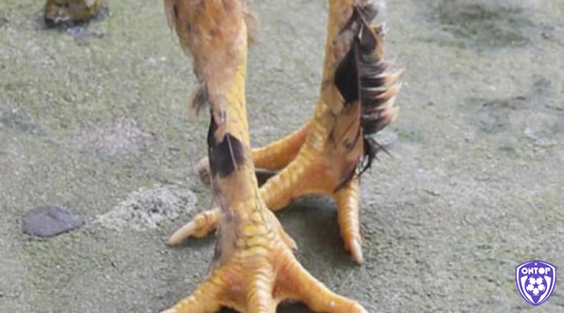 Chân của gà chân lông vảy loạn