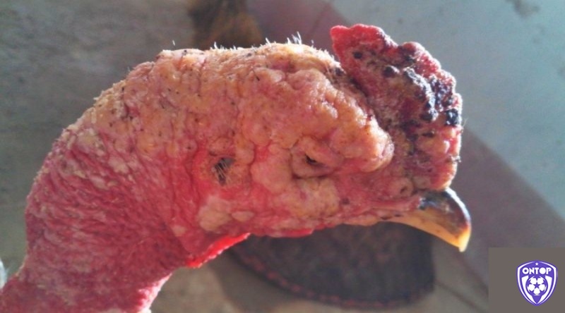 Bệnh thủy đậu ở gà là bệnh truyền nhiễm do virus Fowl Pox gây ra