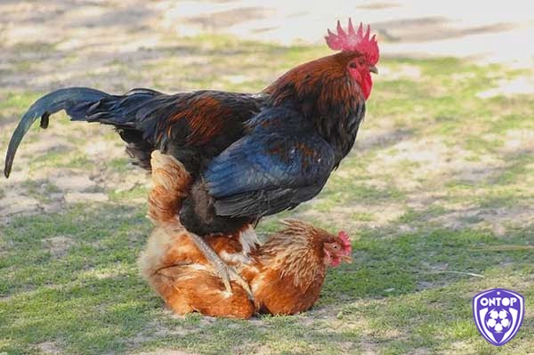 Cách tăng cân cho gà chọi hiệu quả là không cho gà đạp mái