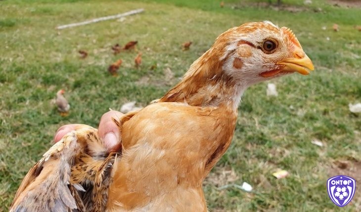 Phát hiện bệnh khò khè ở gà thông qua các biểu hiện thường thấy 