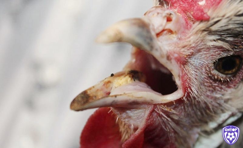 Có rất nhiều nguyên nhân khiến gà chọi bị mắc bệnh khò khè 