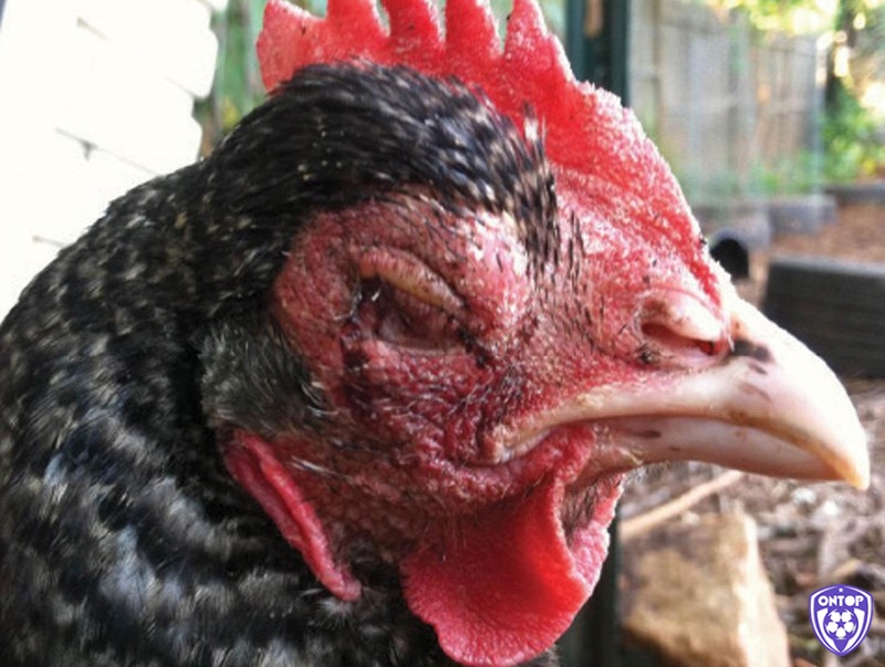 Tìm hiểu thông tin về bệnh sưng phù mặt ở gà chọi và cách chữa gà chọi bị sưng phù mặt
