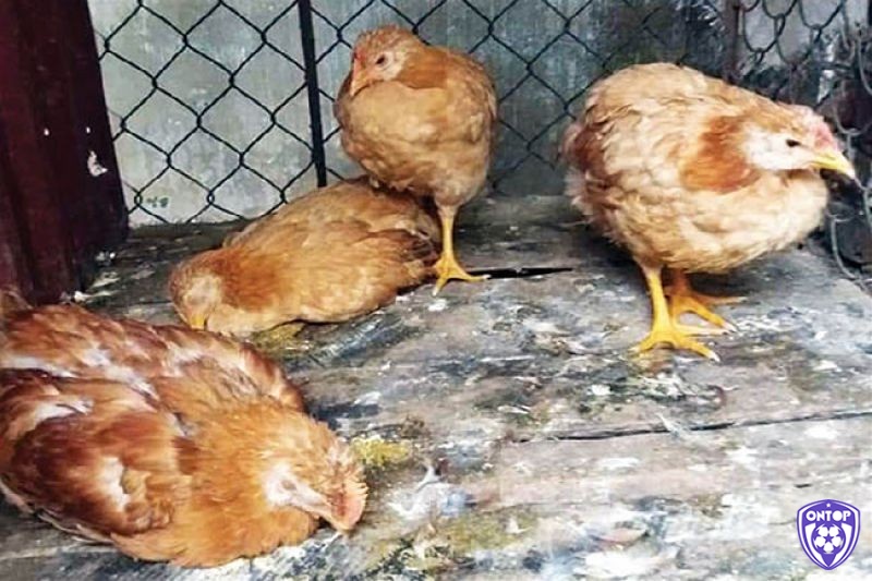 Cách chữa gà chọi bị thương hàn áp dụng khác nhau cho gà con và gà trưởng thành
