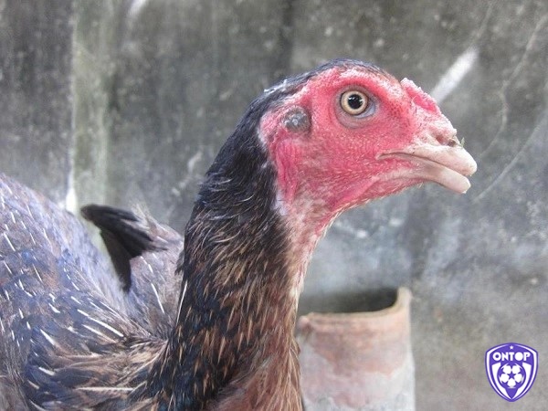 Soi mỏ ở gà chọi là một hình thức quyết đấu khá nguy hiểm và gây tổn thương cho gà