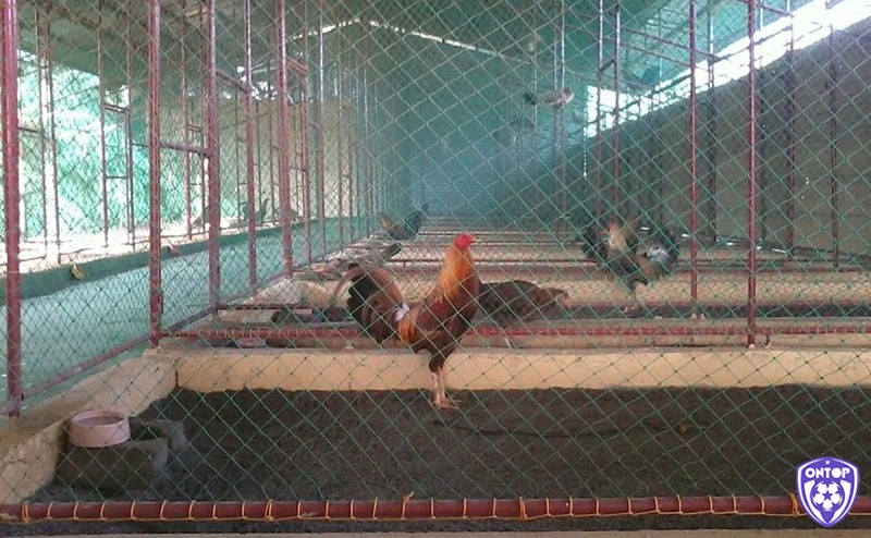 Môi trường ở của gà cần đảm bảo thoải mái, ấm áp