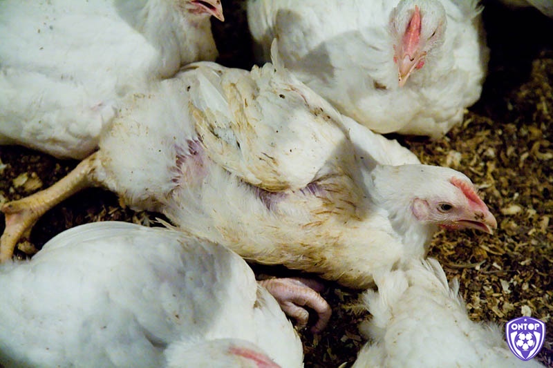 Tiêu chảy là một trong các bệnh thường gặp ở gà chọi gây ra tình trạng mệt mỏi cho gà