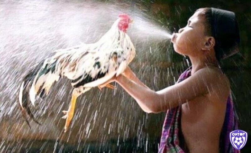 Ttrong khi gà thi đấu việc nài nước sẽ giúp gà khỏe mạnh hơn